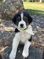 Rocky , a male Border Collie for sale in Yakima, WA – 2 of 3