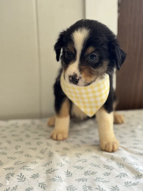 Canyon  – Border Collie puppy for sale in Yakima, WA