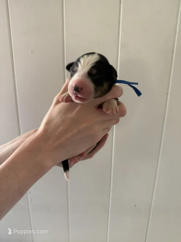 Scout  – Border Collie puppy for sale in Yakima, WA