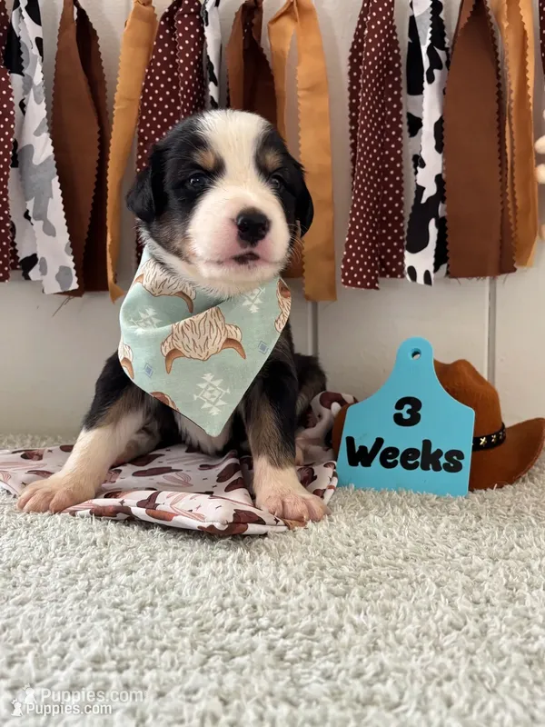 Scout  – Border Collie puppy for sale in Yakima, WA