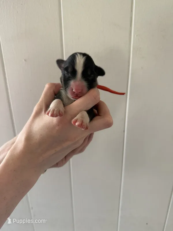 Tracker – Border Collie puppy for sale in Yakima, WA
