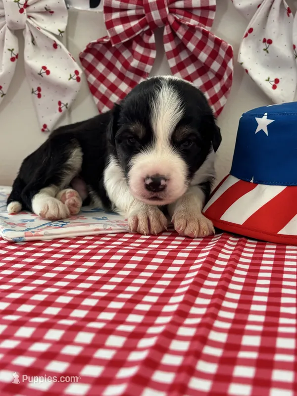 Rocky – Border Collie puppy for sale in Yakima, WA