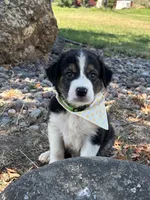 Rocky , a male Border Collie for sale in Yakima, WA – 3 of 3