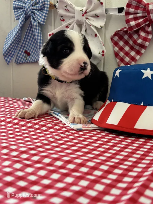 Sedona  – Border Collie puppy for sale in Yakima, WA