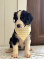 Sedona , a female Border Collie for sale in Yakima, WA – 1 of 3