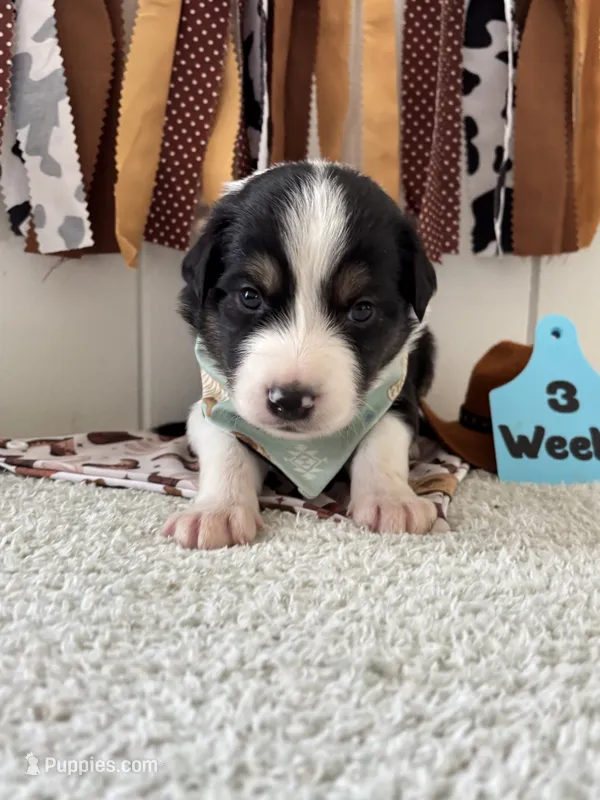Rocky – Border Collie puppy for sale in Yakima, WA