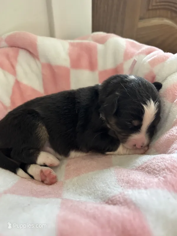 Canyon – Border Collie puppy for sale in Yakima, WA