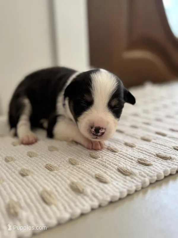 Timber – Border Collie puppy for sale in Yakima, WA