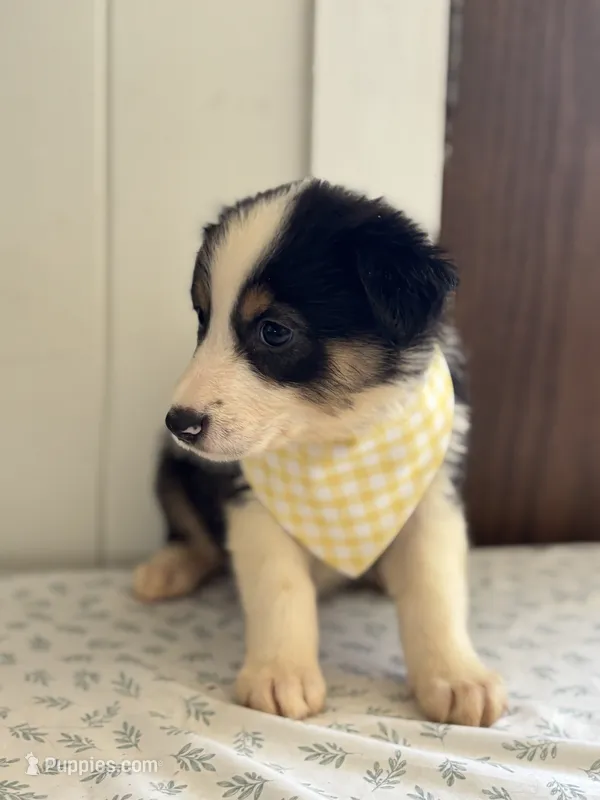 Timber  – Border Collie puppy for sale in Yakima, WA