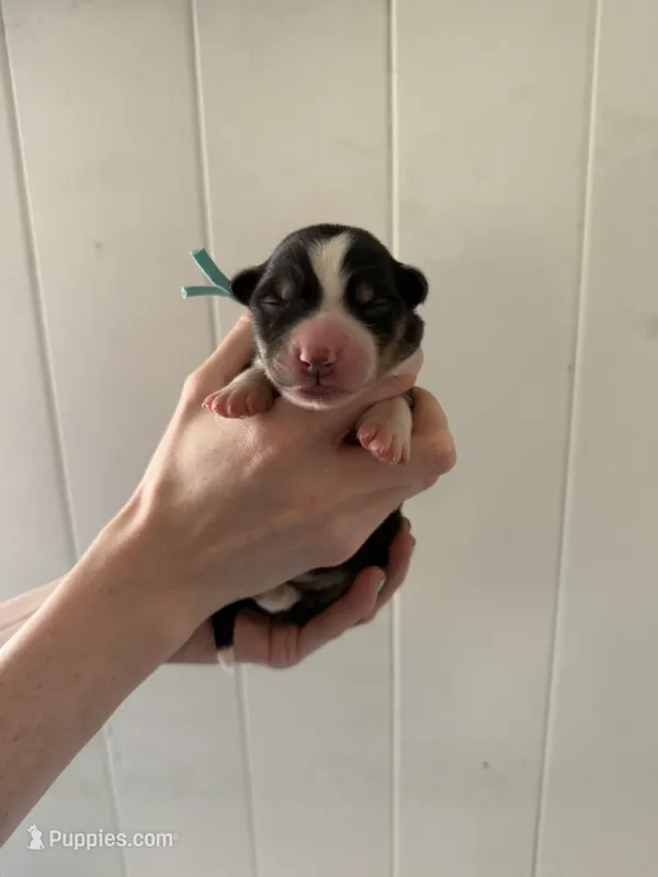 Sierra  – Border Collie puppy for sale in Yakima, WA