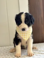 Sedona , a female Border Collie for sale in Yakima, WA – 2 of 3