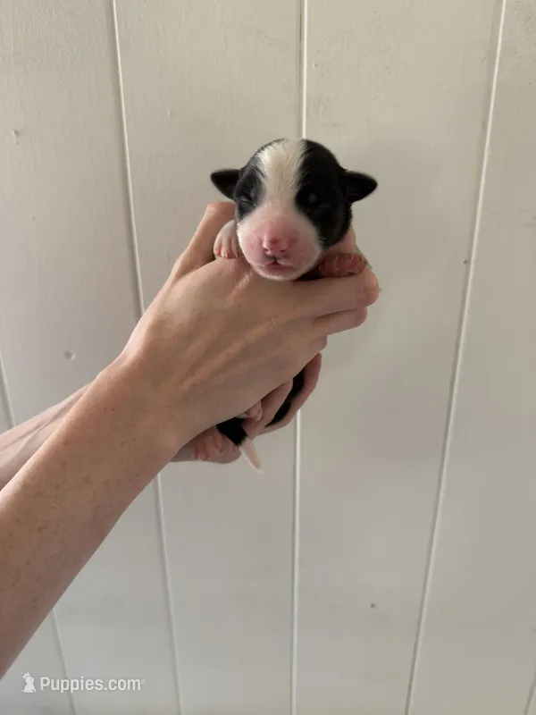 Sedona  – Border Collie puppy for sale in Yakima, WA