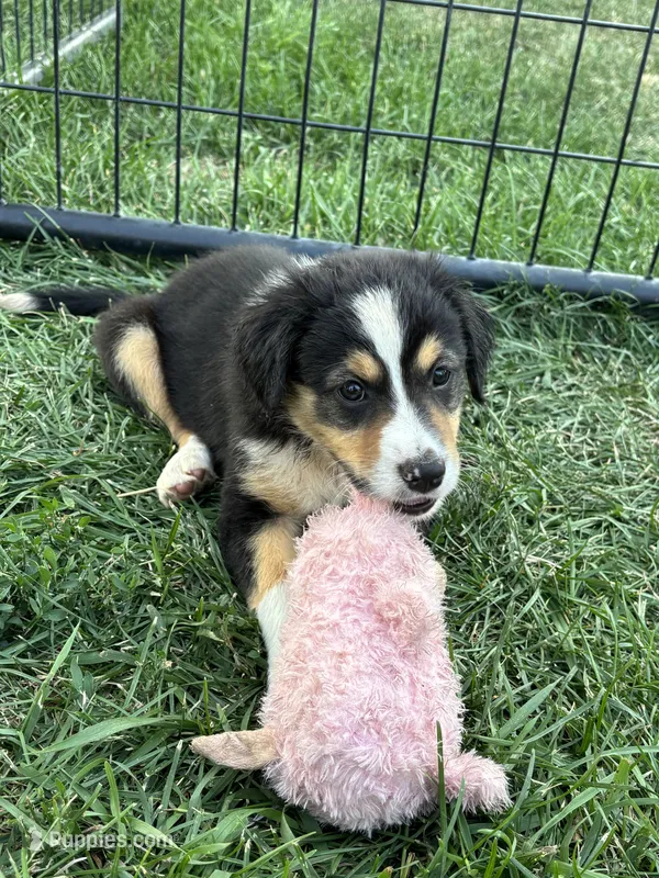 Canyon  – Border Collie puppy for sale in Yakima, WA