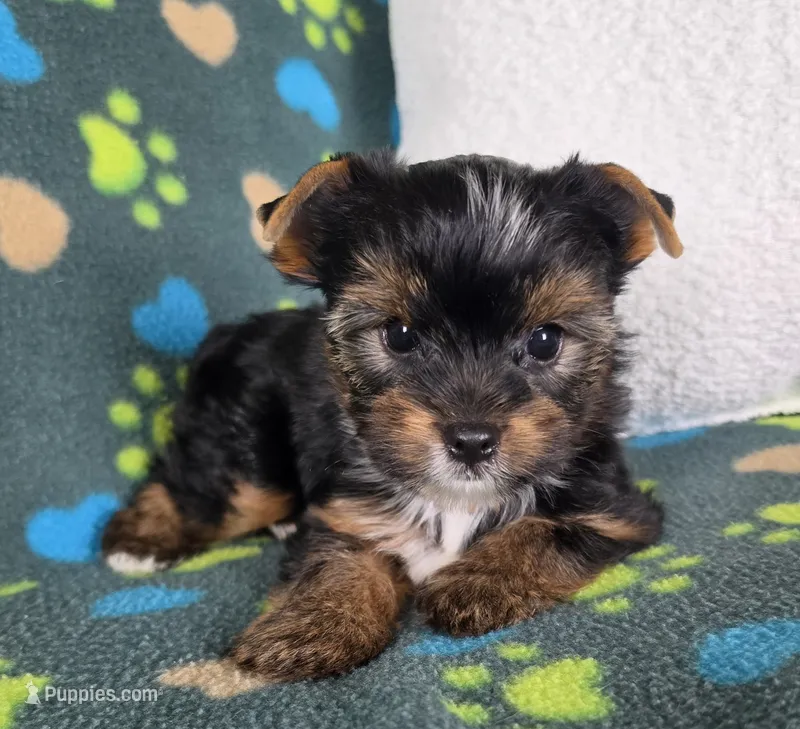 Female  – Yorkshire Terrier puppy for sale in Carrollton, OH