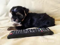 Female , a female Yorkshire Terrier for sale in Carrollton, OH – 8 of 9