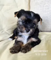 Female , a female Yorkshire Terrier for sale in Carrollton, OH – 6 of 9