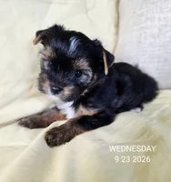 Female , a female Yorkshire Terrier for sale in Carrollton, OH – 7 of 9