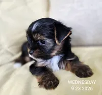 Female , a female Yorkshire Terrier for sale in Carrollton, OH – 2 of 9