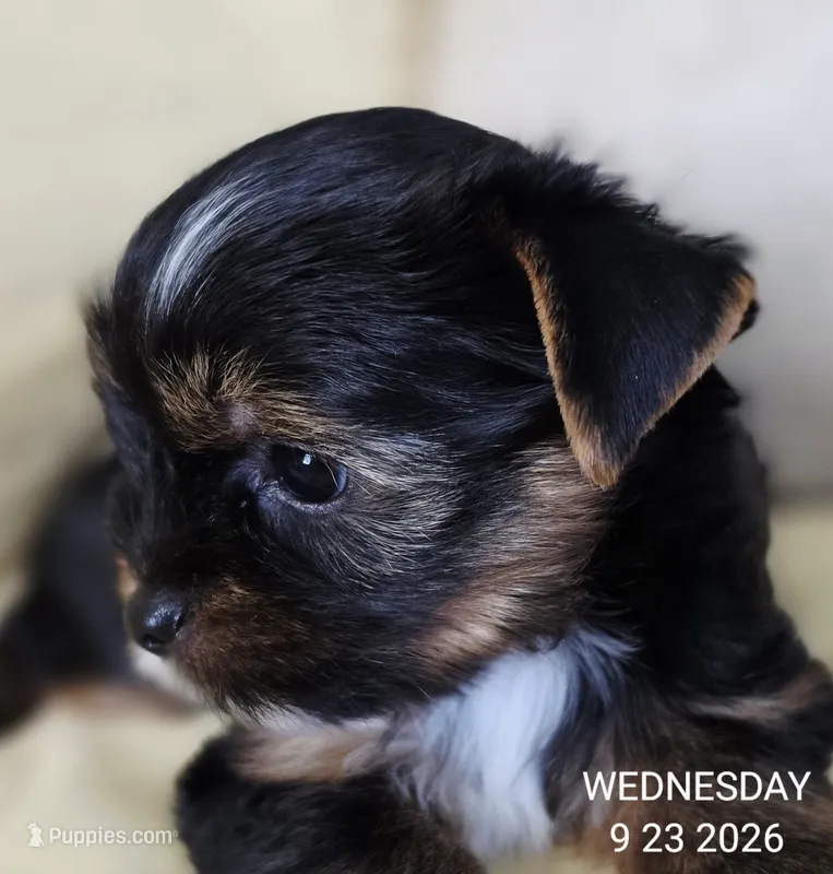 Female  – Yorkshire Terrier puppy for sale in Carrollton, OH