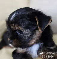 Female , a female Yorkshire Terrier for sale in Carrollton, OH – 1 of 9