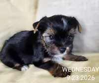 Female , a female Yorkshire Terrier for sale in Carrollton, OH – 5 of 9