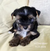 Female , a female Yorkshire Terrier for sale in Carrollton, OH – 4 of 9