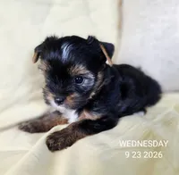 Female , a female Yorkshire Terrier for sale in Carrollton, OH – 3 of 9