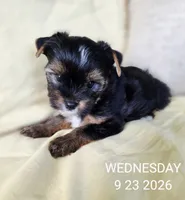 Female , a female Yorkshire Terrier for sale in Carrollton, OH – 9 of 9
