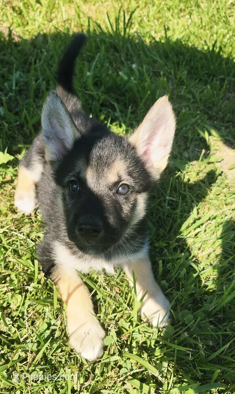 Blk/Tan Female – German Shepherd Dog, Siberian Husky puppy for sale in Clyde, NY
