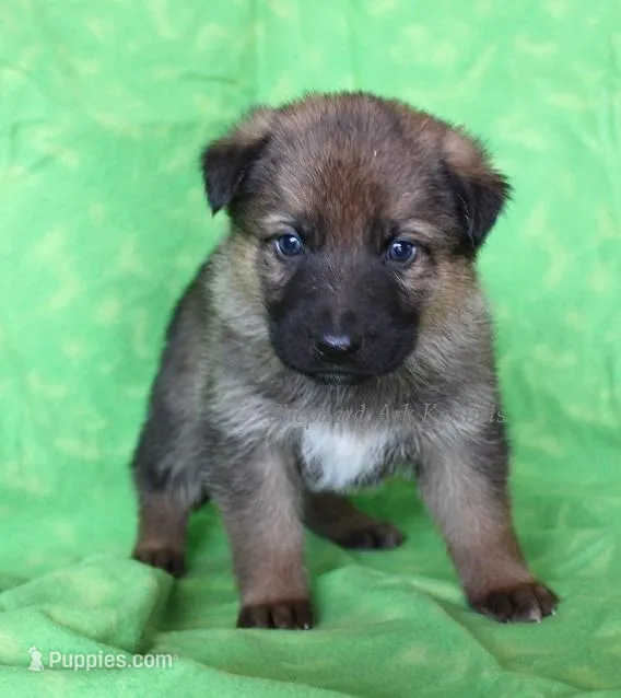 No Collar - Sable – German Shepherd Dog puppy for sale in Clyde, NY