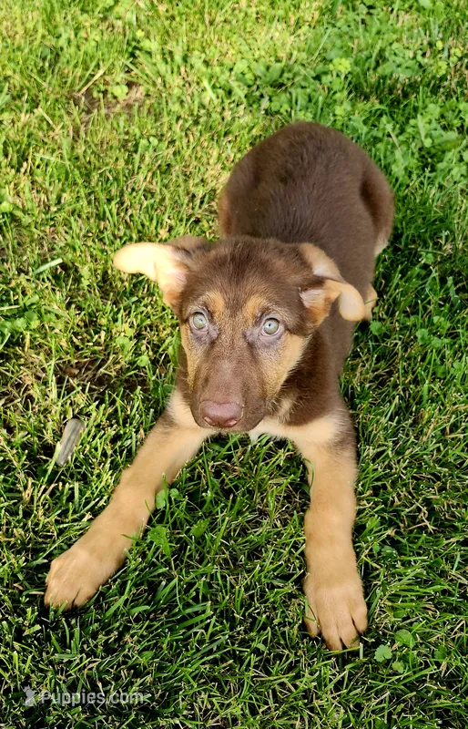 Light Blue Collar – German Shepherd Dog puppy for sale in Clyde, NY