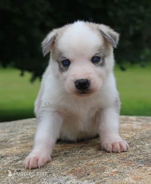 Black Collar – German Shepherd Dog, Siberian Husky puppy for sale in Clyde, NY