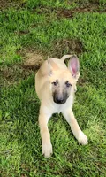 Fawn Female, a female German Shepherd Dog for sale in Clyde, NY – 3 of 4