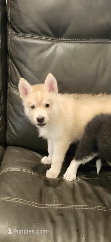Gray Collar – German Shepherd Dog, Siberian Husky puppy for sale in Clyde, NY