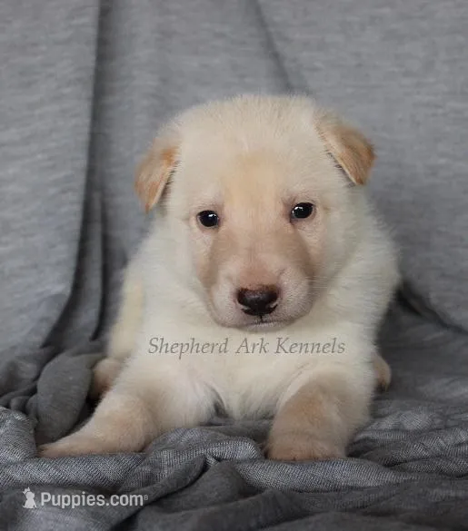 White Male – German Shepherd Dog puppy for sale in Clyde, NY
