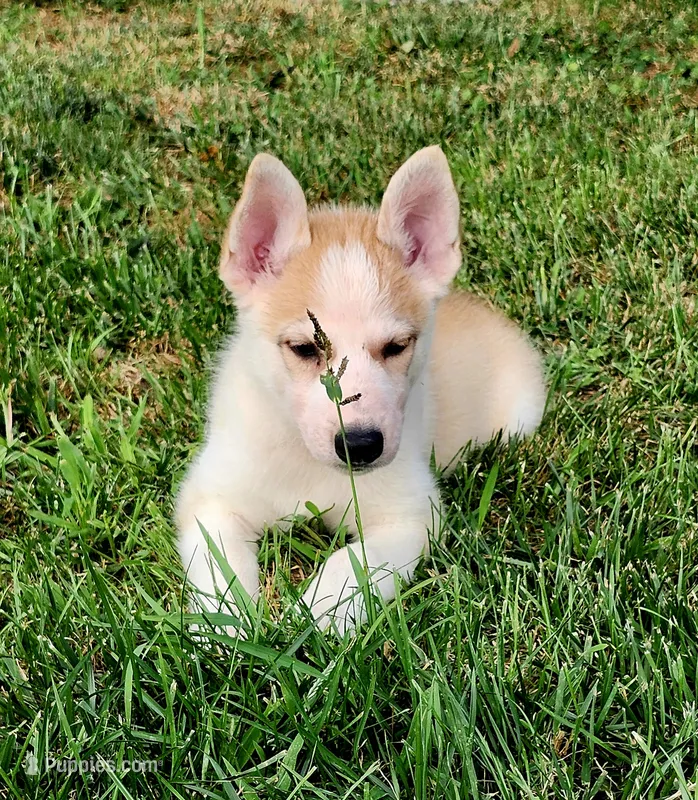 Light Blue Collar – German Shepherd Dog, Siberian Husky puppy for sale in Clyde, NY