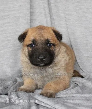 Fawn Female – German Shepherd Dog puppy on hold in Clyde, NY