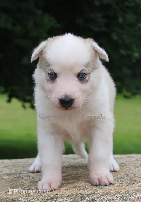 Purple Collar – German Shepherd Dog, Siberian Husky puppy on hold in Clyde, NY