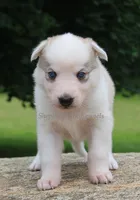 Purple Collar, a female German Shepherd Dog and Siberian Husky for sale in Clyde, NY – 1 of 1