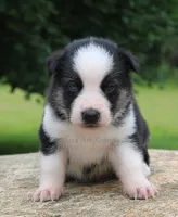 Blk/Tan Panda Male, a male German Shepherd Dog and Siberian Husky for sale in Clyde, NY – 1 of 1