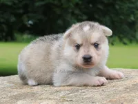 Brown Collar, a male German Shepherd Dog and Siberian Husky for sale in Clyde, NY – 1 of 1