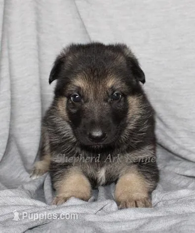 Black/Tan Male – German Shepherd Dog puppy for sale in Clyde, NY