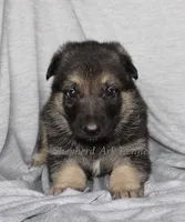 Black/Tan Male, a male German Shepherd Dog for sale in Clyde, NY – 2 of 2