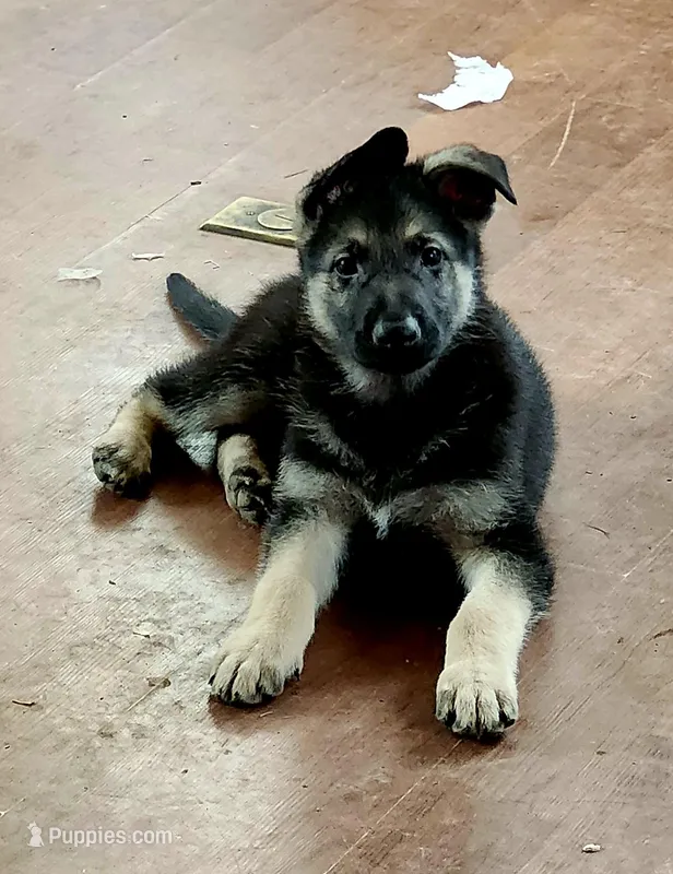 Black/Tan Male – German Shepherd Dog puppy for sale in Clyde, NY
