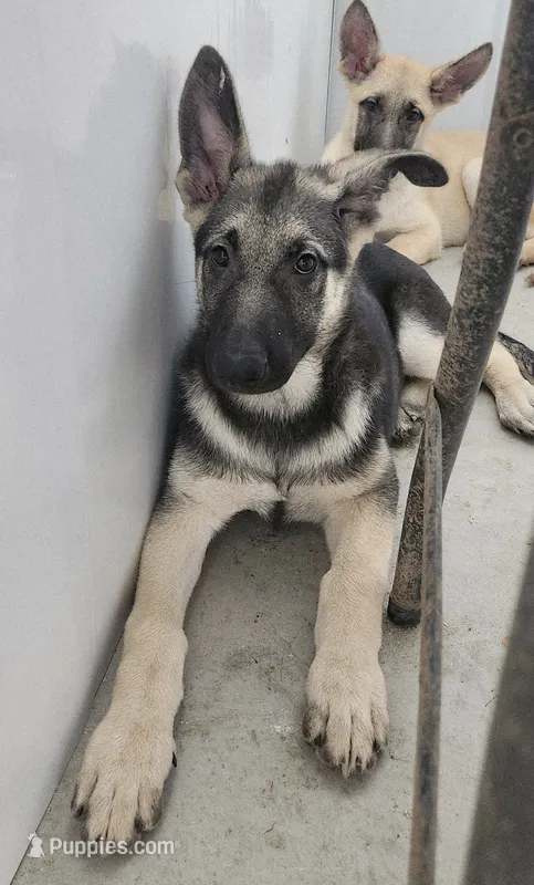 Black/Tan Male – German Shepherd Dog puppy for sale in Clyde, NY