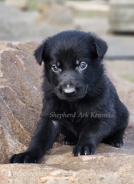 Solid Black Male – German Shepherd Dog puppy for sale in Clyde, NY