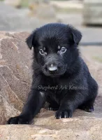 Solid Black Male, a male German Shepherd Dog for sale in Clyde, NY – 1 of 1