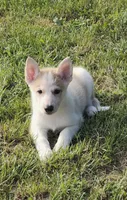 Light Blue Collar, a female German Shepherd Dog and Siberian Husky for sale in Clyde, NY – 3 of 4