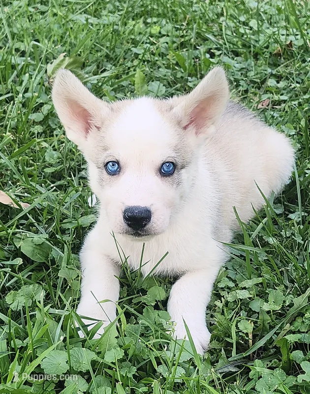 Black Collar – German Shepherd Dog, Siberian Husky puppy on hold in Clyde, NY