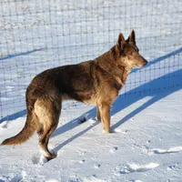 Kilah, a female German Shepherd Dog for sale in Clyde, NY – Photo 2 of 2
